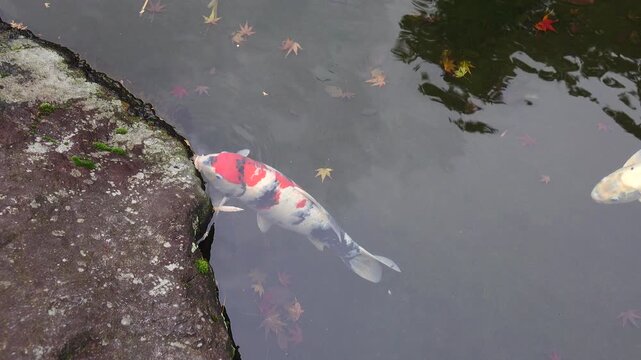 Koi fish on the pond in japanese garden 