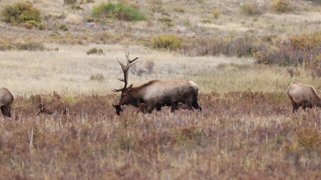 Male Elk Walking Among Females During the Rutting Season