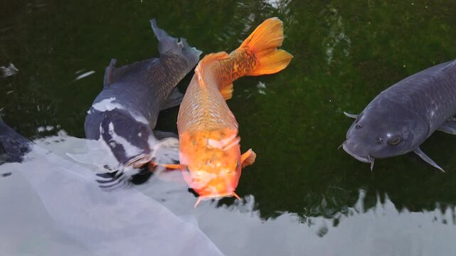 Koi fish on the pond in japanese garden 