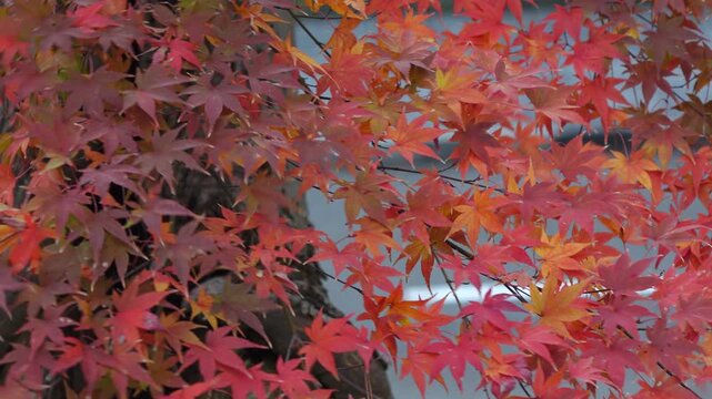 autumn landscape at a garden in Tokyo, Japan.