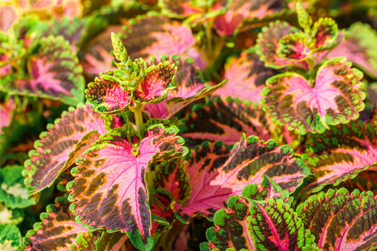 Vibrant pink and green variegated coleus leaves in the garden closeup