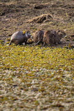 Two coipos explore a muddy, mossy wetland edge