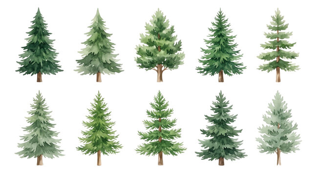set of hand painted watercolor evergreen pine trees for winter nature designs on transparent background
