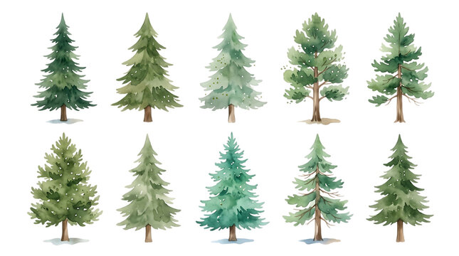 set of hand painted watercolor evergreen pine and spruce trees for winter nature landscapes transparent background