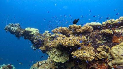 Coral-Encrusted Mast with Swarms of Reef Fish © Kaitlind