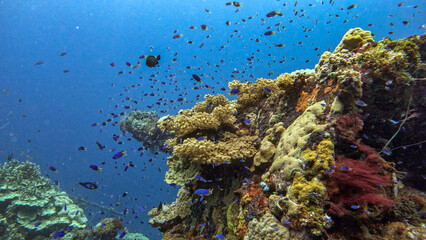 Coral-Encrusted Deck Gun Swarming with Reef Fish © Kaitlind