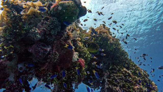 Colorful Coral Growth on a Wreck's Superstructure