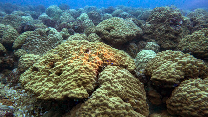 Lobe Corals Blanketing the Hull of the Kiyosumi Maru © Kaitlind