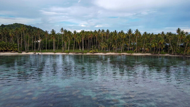 Coconut Palms Lining a Calm Lagoon Shore