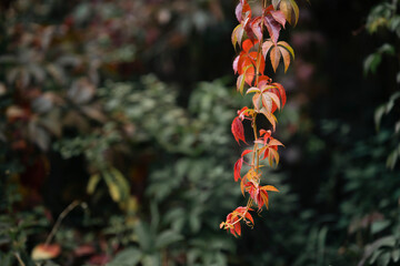 Red autumn leaves of wild grape vine hanging on dark blurred natural background. Bright red Virginia creeper foliage hanging down in fall garden with soft bokeh background © Mariia Kuzenko