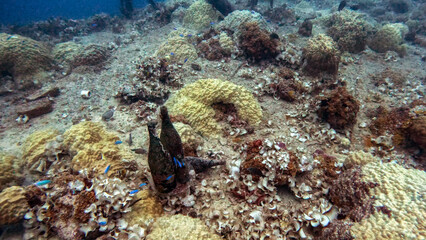 Bottles Left on the Coral-Covered Hull of a Shipwreck © Kaitlind