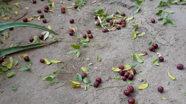4K 60fps Tilting Up Across Fresh Red Jujubes and Green Leaves Scattered Wide on Dirt Ground, Camera tilt Up Chinese date