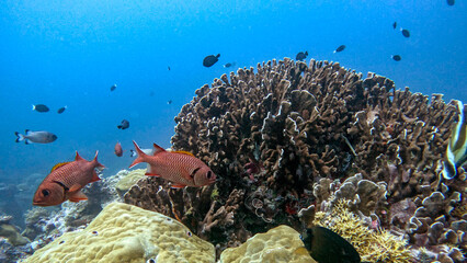 Red Soldierfish Beside a Coral Head © Kaitlind