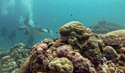 Manta Ray Gliding Past Divers at a Cleaning Station © Kaitlind