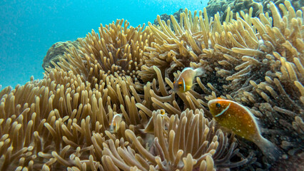Anemonefish Nestled in a Large Sea Anemone © Kaitlind
