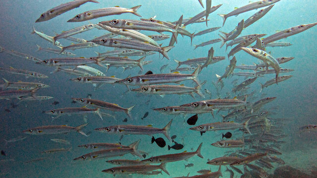 Dense School of Barracuda in Blue-Green Water