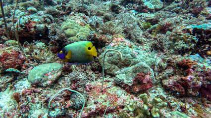 Blueface Angelfish on a Colorful Reef © Kaitlind