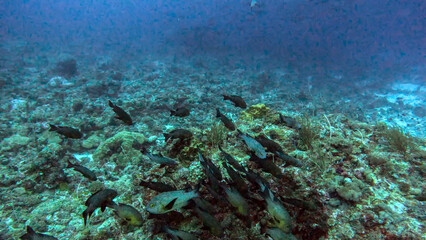 Snappers Gathering Over a Reef Slope © Kaitlind