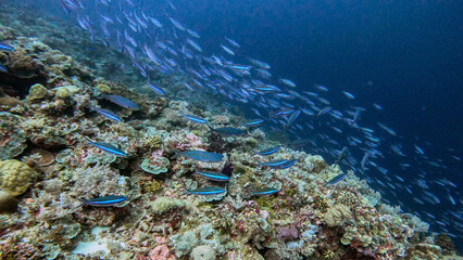 Schooling Fusiliers Racing Over a Coral Slope © Kaitlind