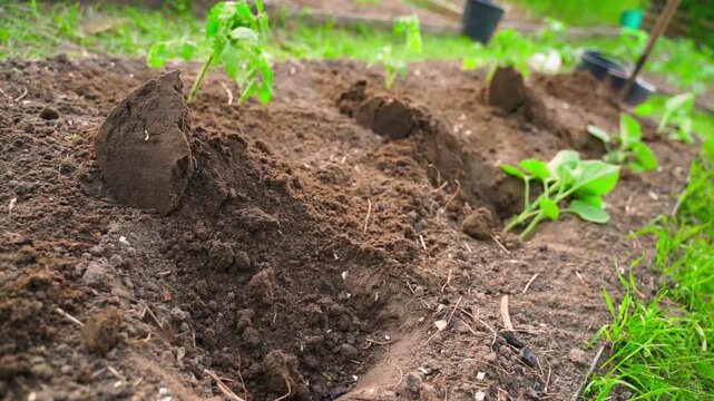 Plant seedlings laid out on a garden bed before planting