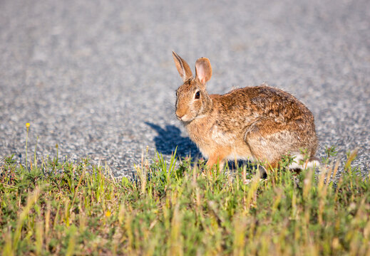 An Eastern Cottontail rabbit at Assateague Island National Seashore, Maryland
