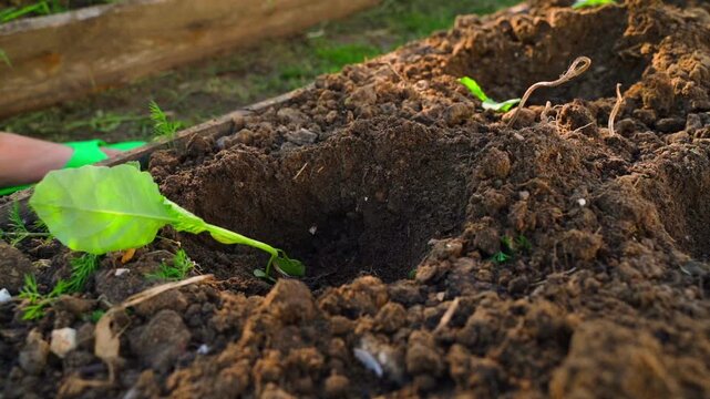 White cabbage seedlings laid out in planting holes on a garden bed before planting