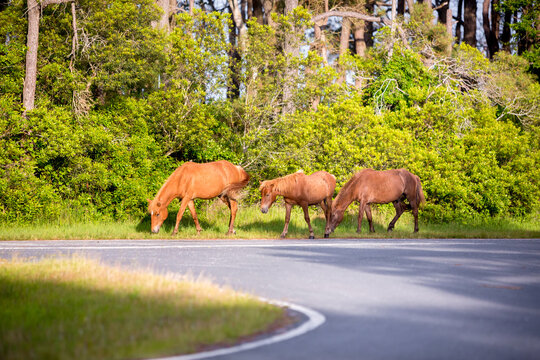 A group of wild ponies grazing near a road at Assateague Island National Seashore, Maryland