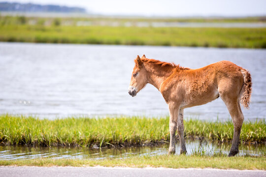 A wild pony foal in salt marsh wetlands at Assateague Island National Seashore, Maryland