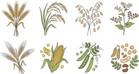Fototapeta premium Hand Drawn Collection of Wheat, Rice, Oat, Corn, Pea and Legume Crops