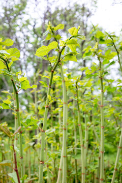 Young bamboo growing at the edge of a bamboo grove