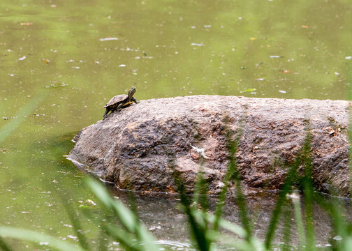 A Red-eared Slider turtle on a rock in the middle of a pond