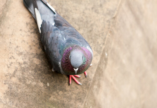 Overhead view of a Rock Pigeon in New York City