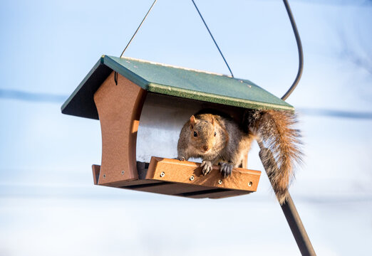 An Eastern Gray Squirrel sitting on a bird feeder
