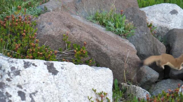 A Weasel running around in rocks