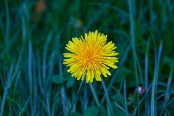 Macro top down view of a bright yellow dandelion bloom in grass © CS Media