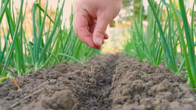 Hand sowing carrot seeds between growing onions in a garden bed close-up