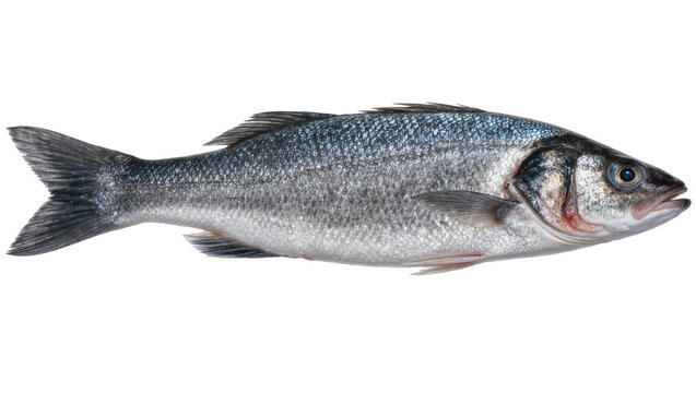 Whole raw European sea bass with silver scales, isolated on transparent background