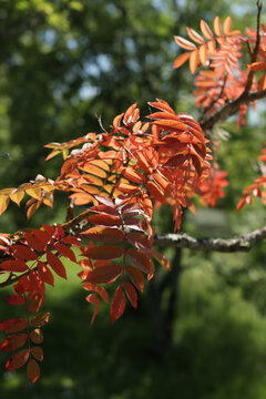 Autumn, fall season concept. Red orange rowan tree leaves in sunlight with soft green bokeh background.