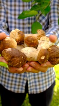 Wild mushrooms in a hand. Selective focus.
