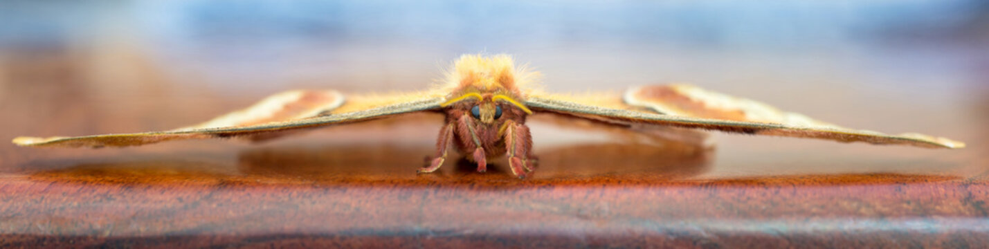 Close up of a Tulip-tree Silkmoth