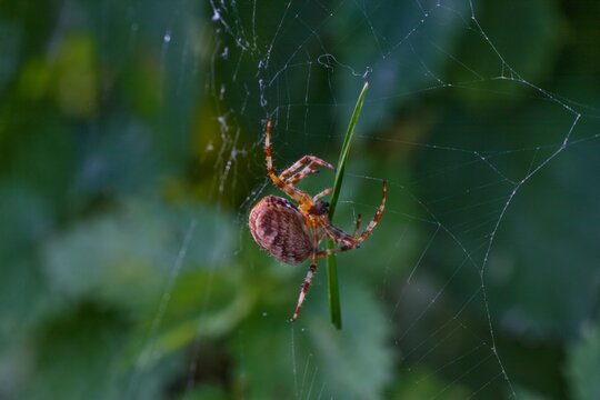 Macro shot of a garden orb weaver spider clinging to a grass blade in its web