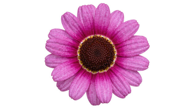 Vibrant pink daisy flower with dark brown center, isolated on transparent background