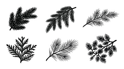 Black pine branch vector set, botanical sprigs and fir leaves for nature design © Md