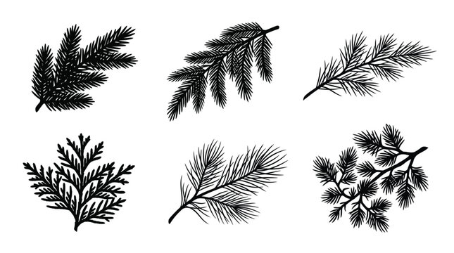 Black pine branch vector set, botanical sprigs and fir leaves for nature design