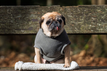 Fawn Pug at Lightwater Country Park keeping warm with a fleece on © Chris