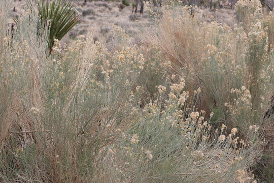 Mohave Gray Rabbitbrush, Ericameria Nauseosa Mohavensis, an impressive native synoecious shrub displaying mature cylindric indehiscent achene fruit during early Winter in the Coachella Valley Desert.