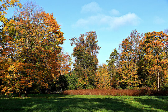 Autumn park in Russia in September, Avenue surrounded by red and yellow foliage, with a carpet of fallen leaves on a sunny day. picturesque landscape, a vibrant autumn banner.