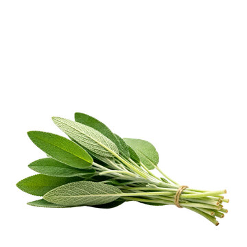 Fresh Sage Herb Bundle Tied with Natural Twine