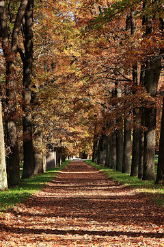 Autumn park in Russia in September, Avenue surrounded by red and yellow foliage, with a carpet of fallen leaves on a sunny day. picturesque landscape, a vibrant autumn banner,