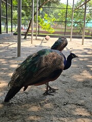 Two beautiful peacocks inside a cage, displaying their colorful plumage and distinctive appearance in a captive wildlife setting. © MdAshaduzzaman